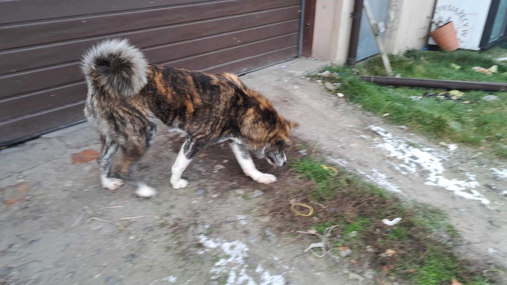 Akita inu sprzedam suczka