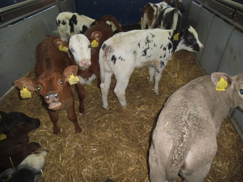 Cielęta mięsne  Simental, startery, odsadki, samodzielne, na mleko