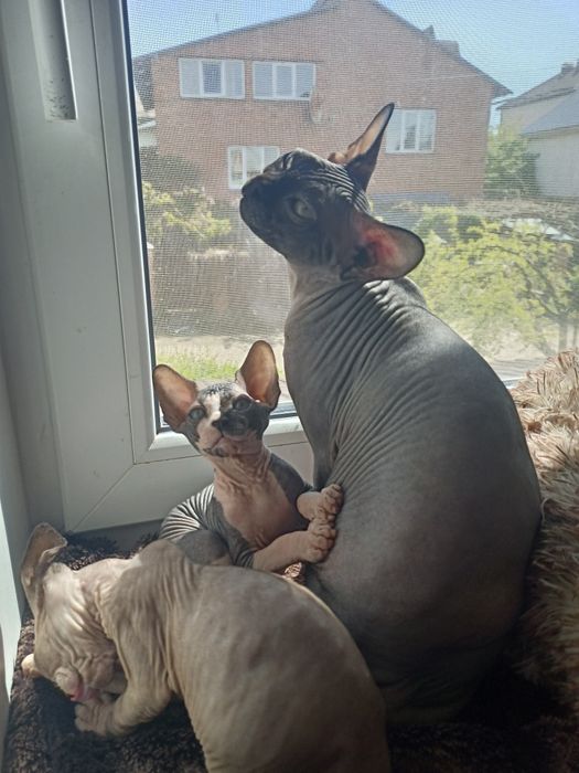 Котята сфинкс канадский