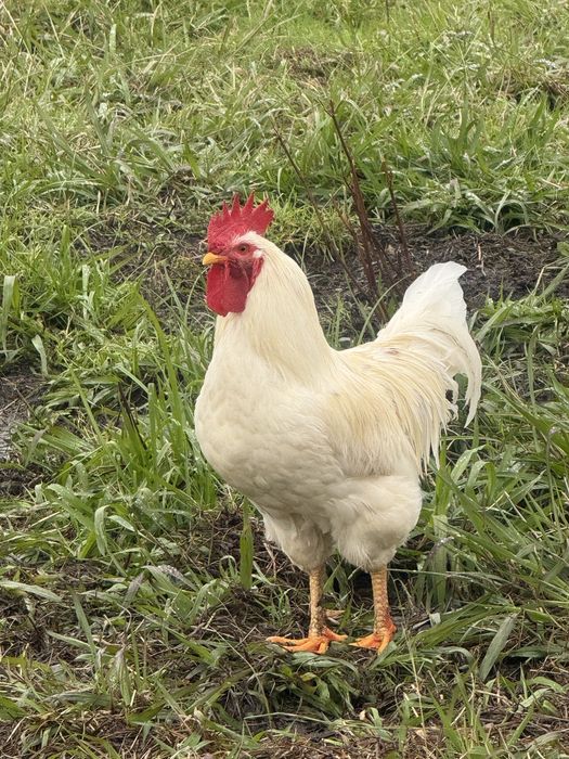 Vendo galo branco com 8 meses