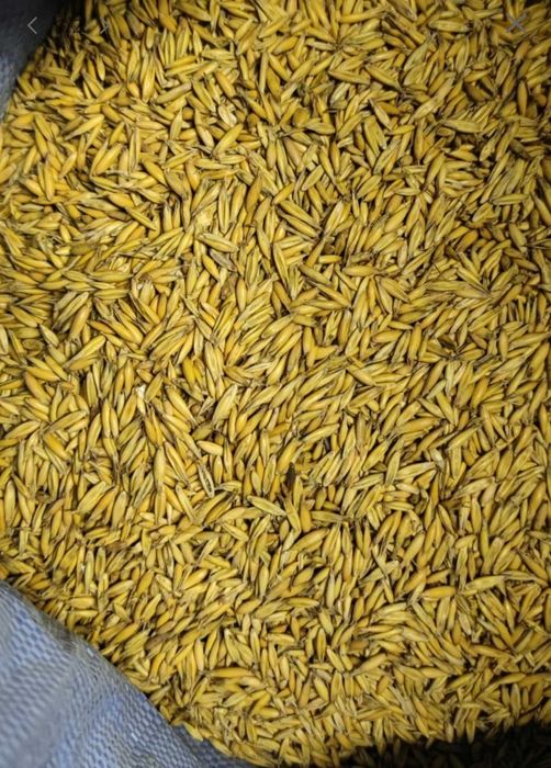 Owies opałowy pellet