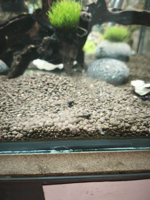 Neocaridinas blue dream