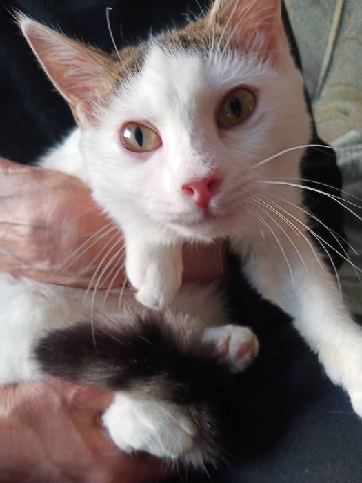 Котик підліток в добрі руки