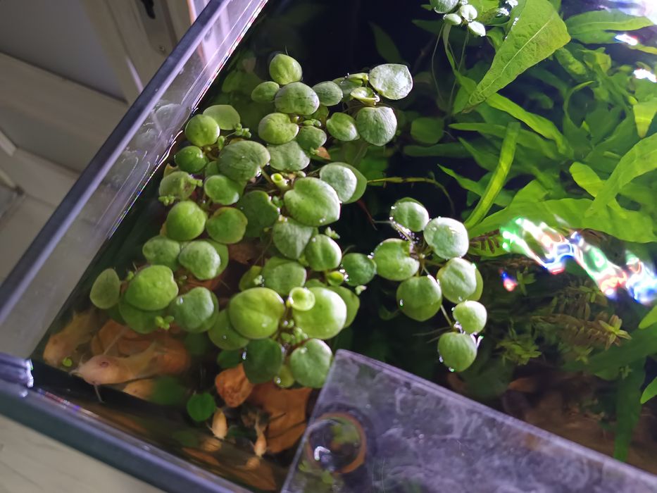 Limnobium Laevigatum pływająca  i sessiliflora