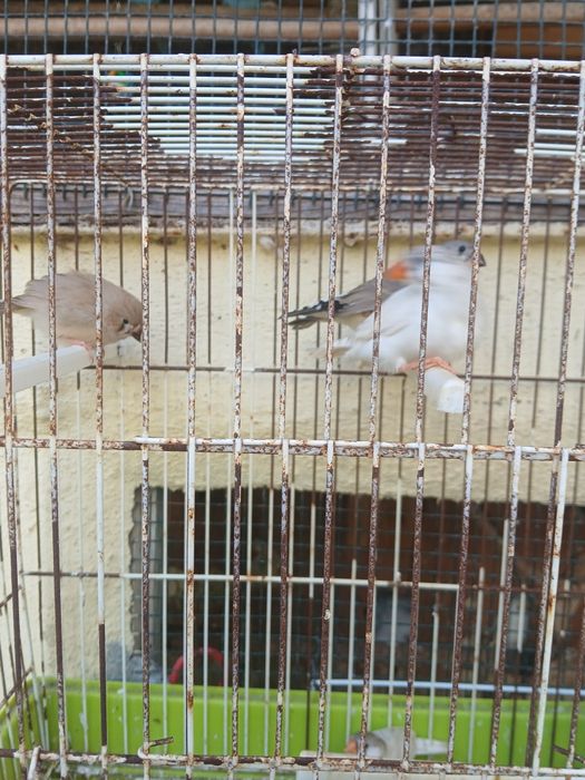 Tenho estas lindas aves a procura de de nova casa