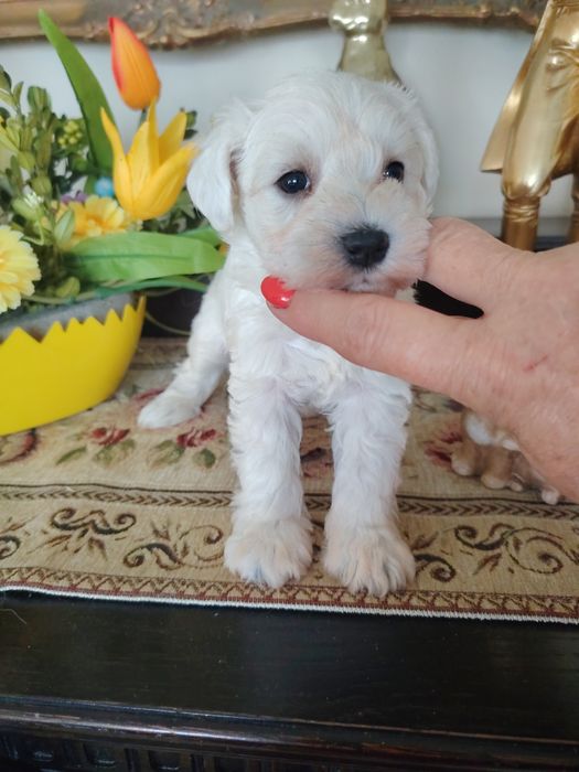 Wyjątkowa biała suczka sznaucer miniaturowy