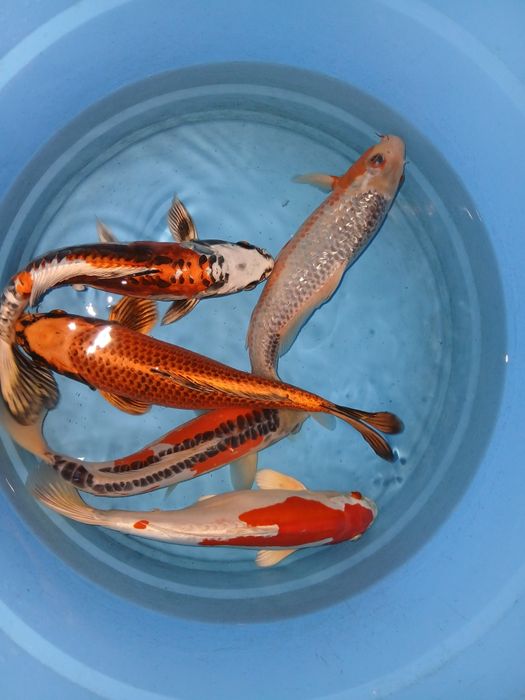 Carpas koi selecção premium