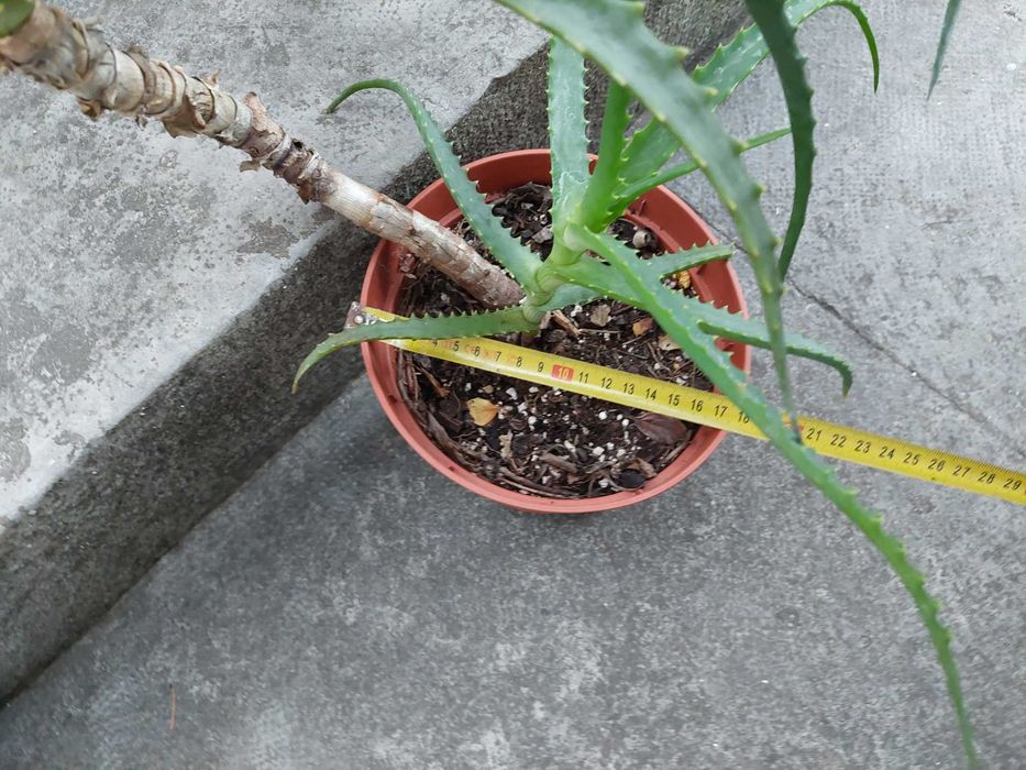 Aloe arborescens