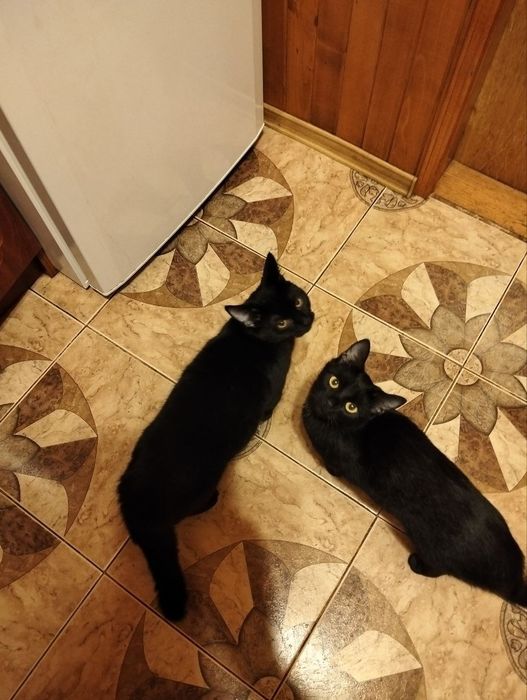 Загубилась Медової печери -Садівнича