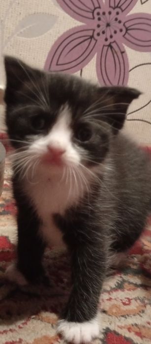 Малыш ищет дом,и семью