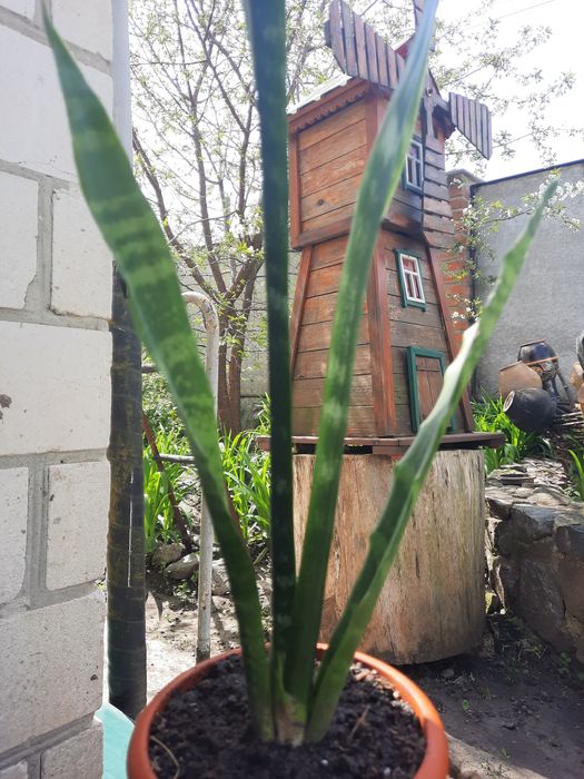 Продам сансів'єри кімнатні