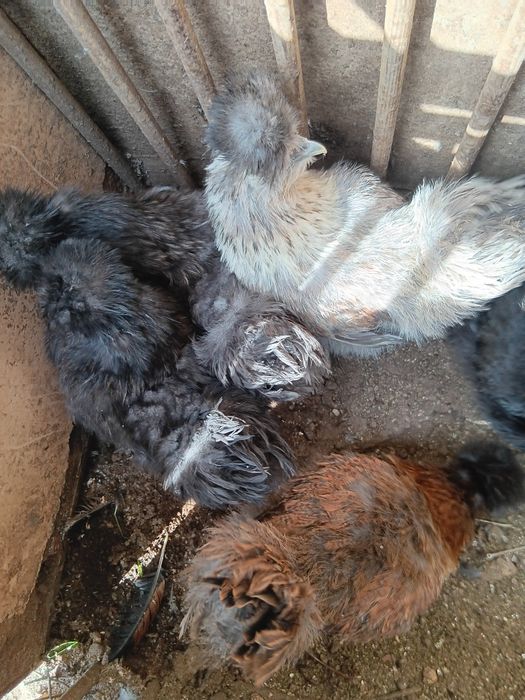 Vendo casais de  Sedosas do Japão com 6 meses de idade.