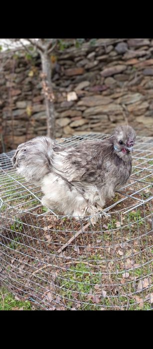 Ovos de Sedosa do Japão
