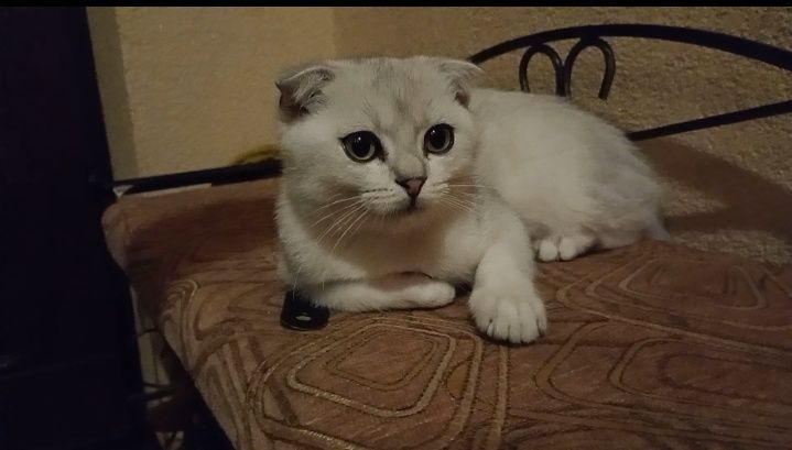 Срібний муркотун ns11