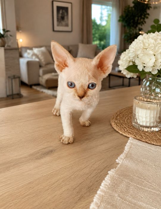 Kocurek Devon Rex
