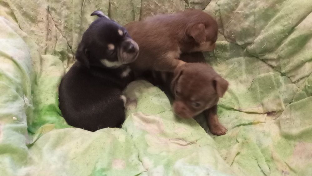 Продам собачок Чіхуа