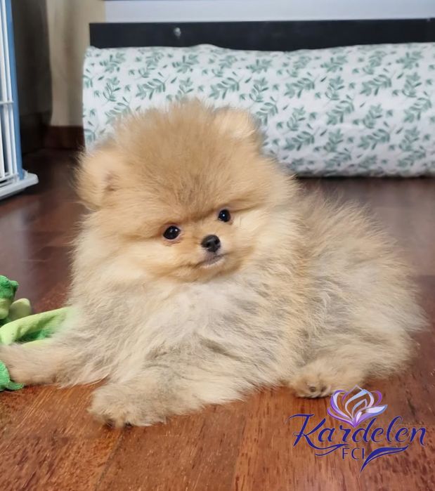 Pomeranian, malutki piesek, KardelenFCI, Szpic Miniaturowy