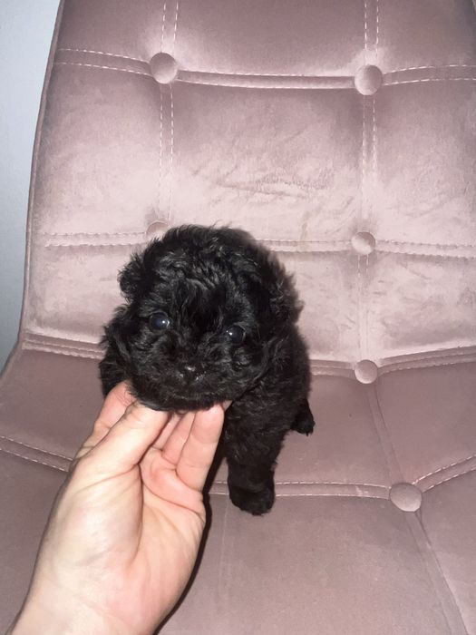 Suczka pomapoo  czarna