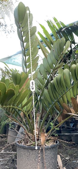 Cyca Zamia furfuracea cica