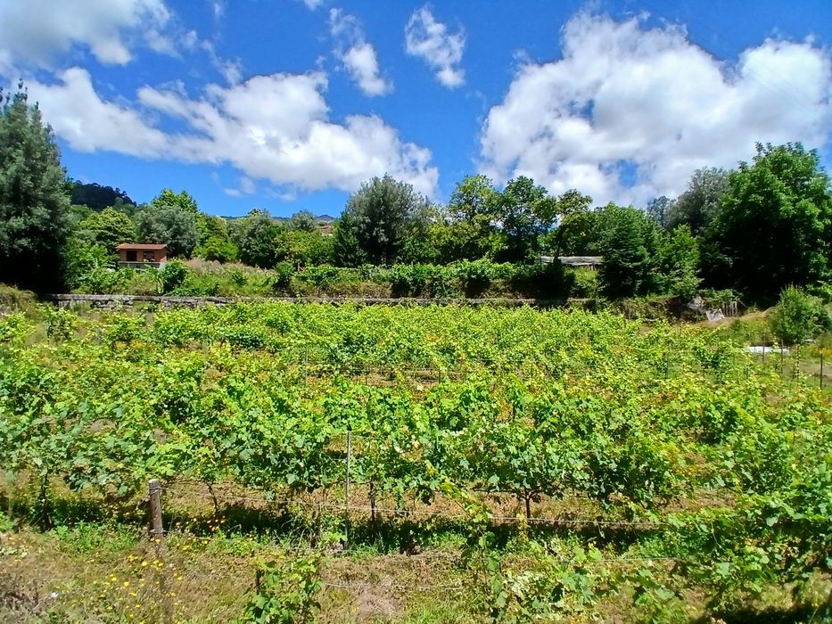 Vendo terreno ( dois artigos rusticos)e casa para reconstruir (artigo urbano)
