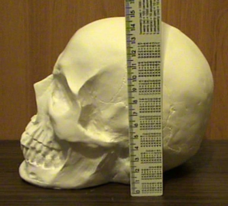 Череп из гипса, череп гипсовый ручная робота