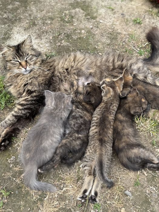 Віддам кошенят цієї красуні