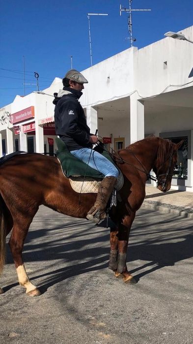 Égua de 12 anos Laza