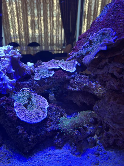 Терміново продам морські корали