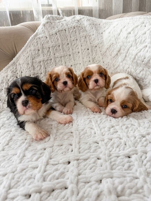 Cavalier King Charles Spaniel
