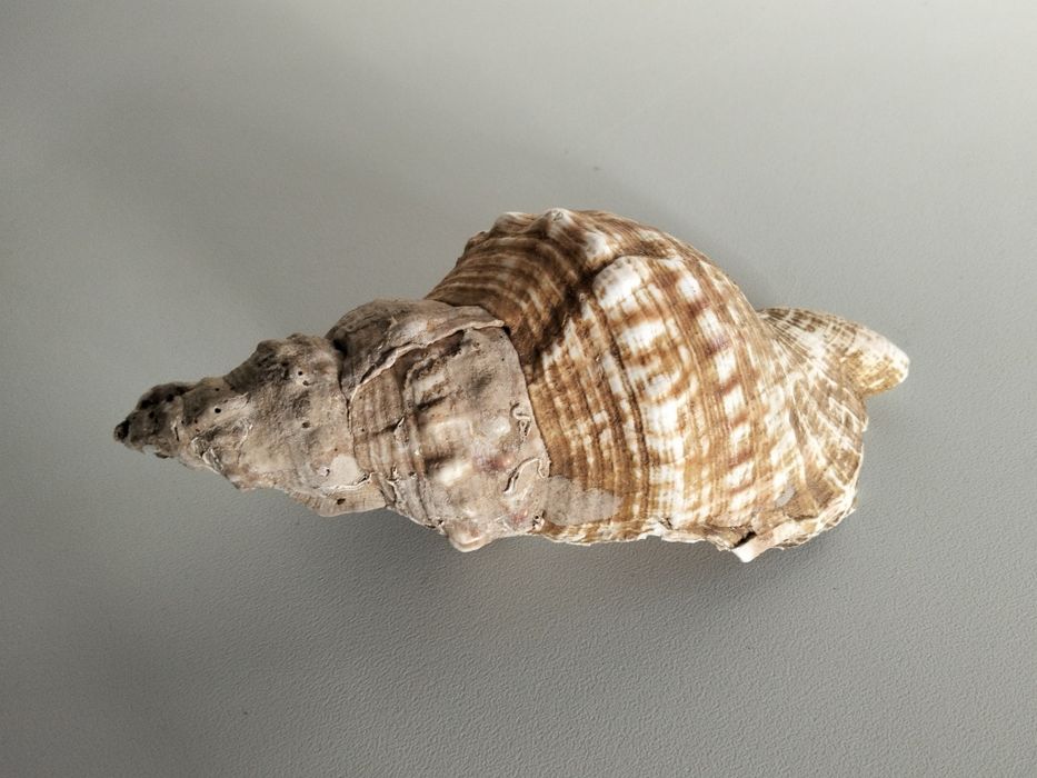 Búzio grande do mar