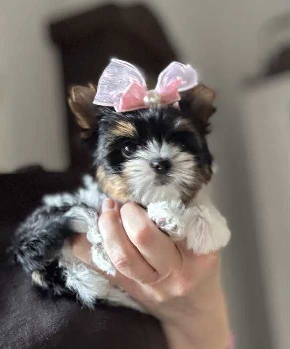 Biewer Terrier femea