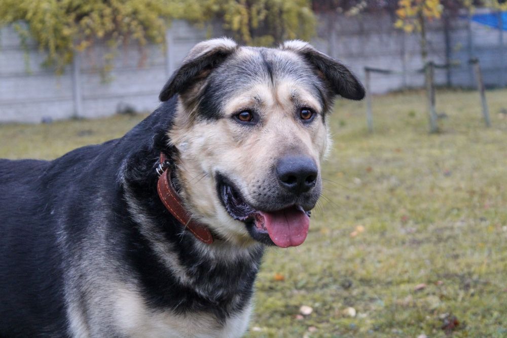 Borys - właściciel zmarł, a Borys tęskni! Cudowny psiak do adopcji