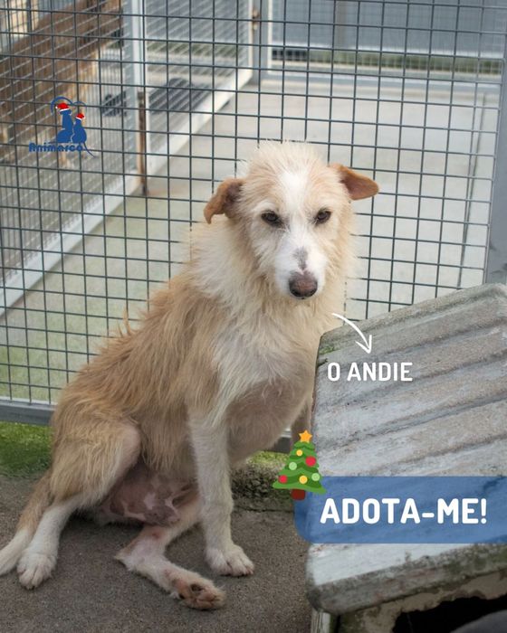 Andie cao de porte medio - grande