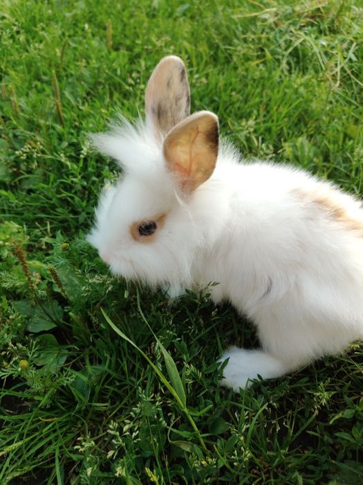 Sprzedam cztery króliki miniaturki