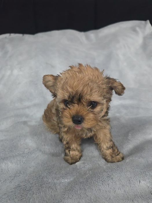 Yorkshire Terrier Ocean Pearl pies