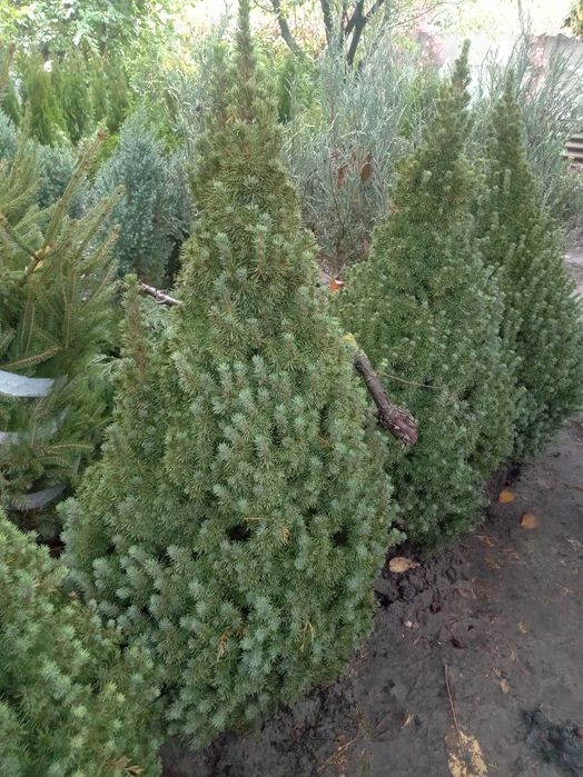 Велика Канадська ялинка 180 см. Коніка. Дешева ціна. Знижки