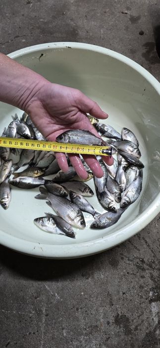 Karaś na żywca od 8-15 cm