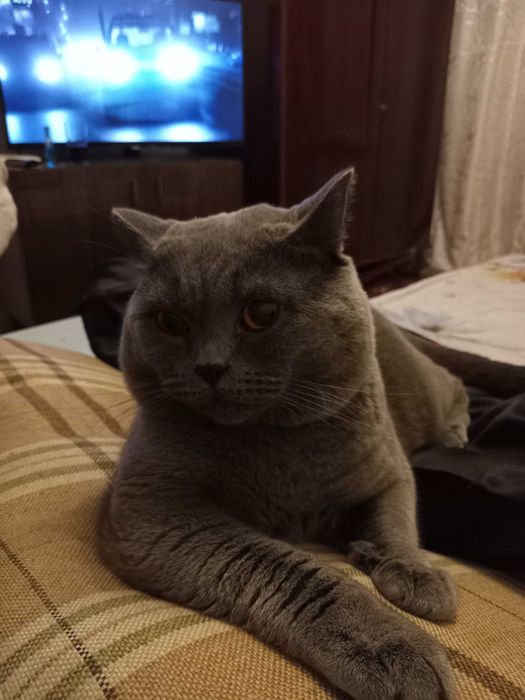 Связка Котов вязка