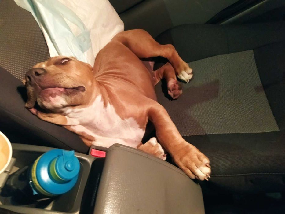 Индивидуальная перевозка ЖИВОТНЫХ по Украине