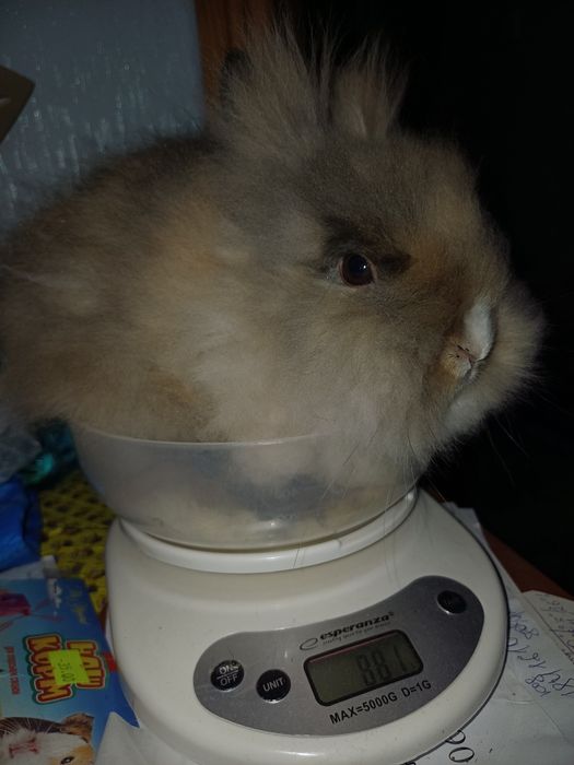 Карликовi декоративнi кролики вакцинованi