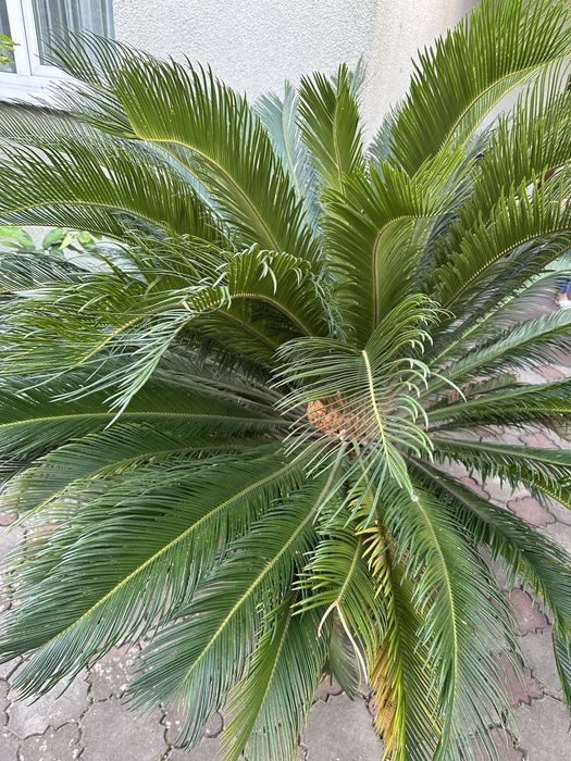 Сагова пальма