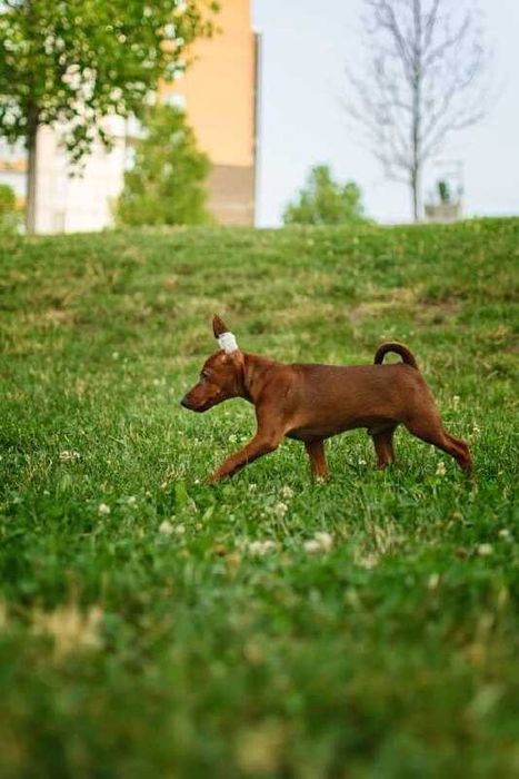Цуценята цвергпінчера