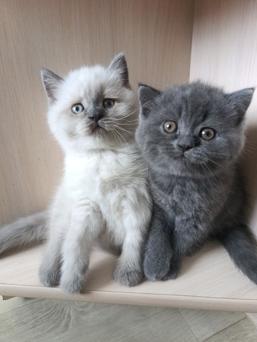 Шотландские  котята классные