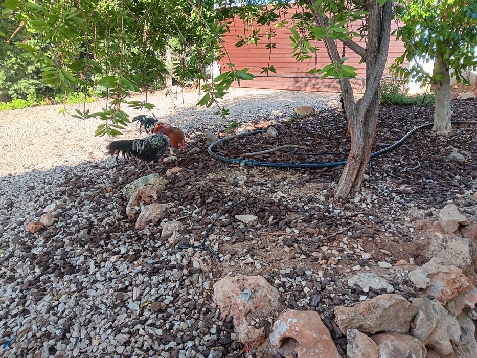 Vendo garnizes bonitos