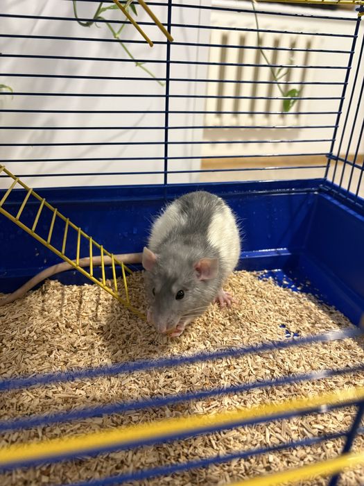 Віддам в хороші руки двух пацюків з кліткою