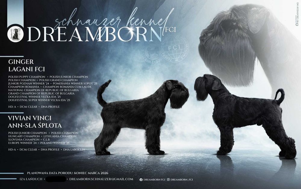 Sznaucer Średni Czarny ZKwP/FCI