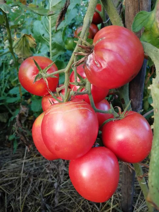 Свіже, якісне насіння овочів, пряних, квітів на вагу,  опт, роздріб.