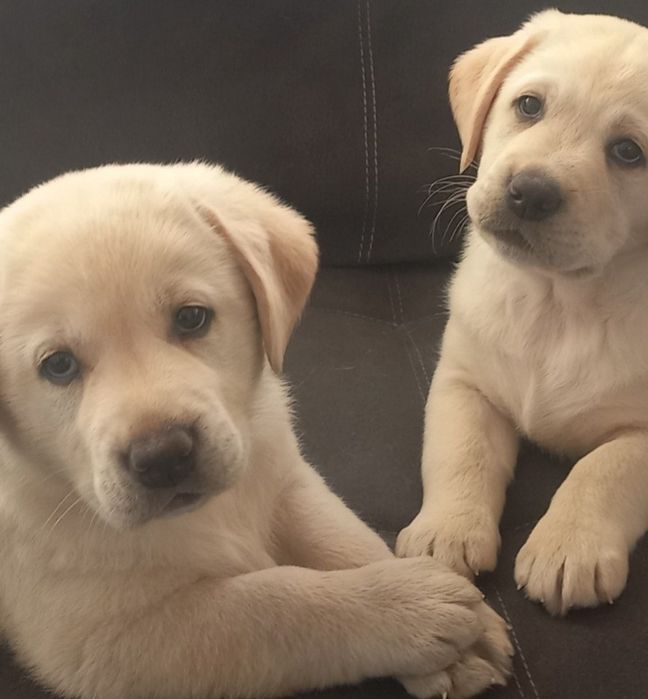 Біла дівчинка Лабрадор Ретривер Доставка в Німеччину