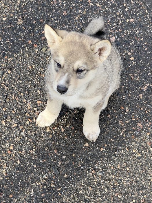 Лайка, цуценя лайки хлопчик