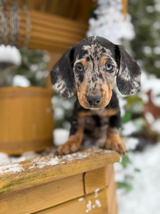 Cudowny piesek jamnik miniaturka blue merle metryka wyprawka